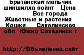 Британский мальчик шиншилла-пойнт › Цена ­ 5 000 - Все города Животные и растения » Кошки   . Сахалинская обл.,Южно-Сахалинск г.